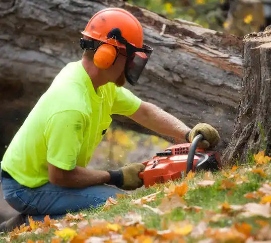 tree services West St. Paul